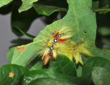 2562   Acronicta aceris  185.jpg