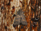 2947   Tholera cespitis  204.jpg