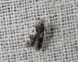 0987   Teleiodes luculella  225.jpg
