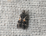 0987 Teleiodes luculella 230.jpg