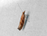 0474   Ypsolopha sylvella  252.jpg