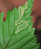0072   Stigmella splendidissimella  157.jpg