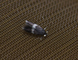 0120   Ectoedemia minimella  168.jpg