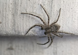 spider  11015.jpg