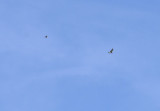 753.jpg