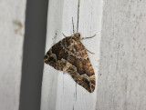 2362   Lampropteryx suffumata  145.jpg