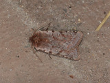 3054 Cerastis rubricosa 148.jpg
