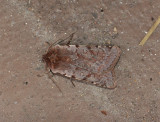 3054   Cerastis rubricosa  148.jpg