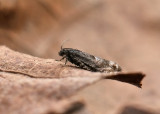 1595   Pammene luedersiana  045.jpg