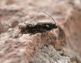 1588   Pammene giganteana  072.jpg