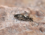 1588   Pammene giganteana  116.jpg