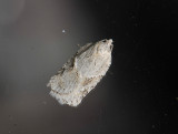 1264   Acleris logiana  037.jpg