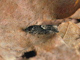 1588   Pammene giganteana  048.jpg