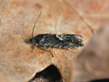 1588   Pammene giganteana  052.jpg