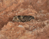 1595   Pammene luedersiana  081.jpg