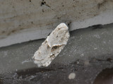 1264   Acleris logiana  018.jpg