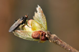 fly  015.jpg