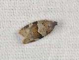 1322   Syndemis musculana  012.jpg