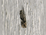 1589   Pammene argyrana  011.jpg
