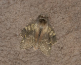 2553   Stauropus fagi  027.jpg