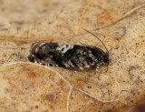 1589   Pammene argyrana  021.jpg