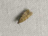 0998 Pseudotelphusa paripunctella 045.jpg