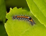3072   Euproctis similis  428.jpg