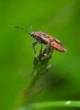 Corizus hyoscyami  014.jpg