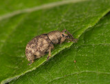 Otiorhynchus singularis  012.jpg