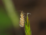 0506   Glyphipterix bergstraesserella  012.jpg