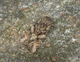 2916   Lacanobia contigua  108.jpg