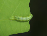 larvae  022.jpg
