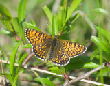 2112   Melitaea cinxia  034.jpg