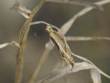 1539   Ancylis apicella  049.jpg