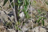 2297   Scopula decorata  386.jpg