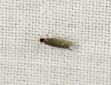 0087   Stigmella ruficapitella   014.jpg