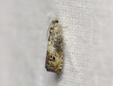 1584   Pammene fasciana  059.jpg
