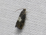 1587   Pammene ignorata  095.jpg
