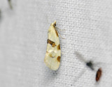 1214   Aethes cnicana  097.jpg