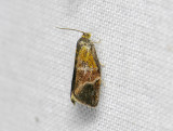 1316   Ptycholoma lecheana  098.jpg