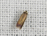 0089   Stigmella samiatella  100.jpg