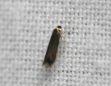 0089   Stigmella samiatella  104.jpg