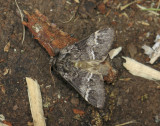2536   Drymonia dodonaea  109.jpg