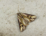 2988 Actinotia polyodon 145.jpg
