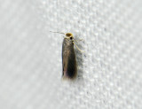 0089   Stigmella samiatella  148.jpg