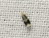 0121   Nepticulidae sp  199.jpg