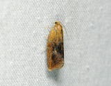 1316   Ptycholoma lecheana  209.jpg