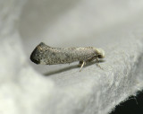 0422   Swammerdamia compunctella  215.jpg