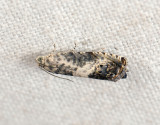 1584   Pammene fasciana  021.jpg