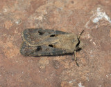 2983 Agrotis exclamationis 029.jpg